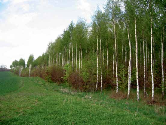 2. Skötsel av ädellövskog med generell hänsyn (PG) En bokplantering på åkermark med stamkvistad björk som amträd.