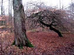 Faktaruta 4: Hänsynsträd gammelträd» När man avverkar bör man vid generell hänsyn lämna minst fem grova hänsynsträd per hektar.