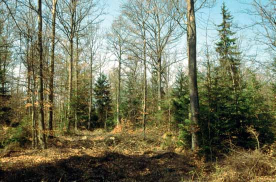 2. Skötsel av ädellövskog med generell hänsyn (PG) Ekskog Eken är Sveriges vanligaste ädla lövträd.