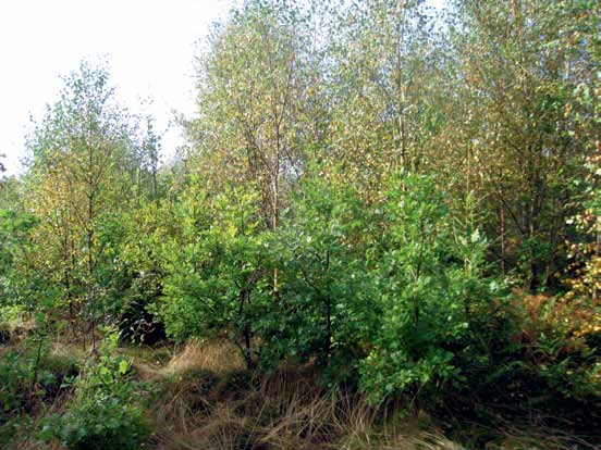 På skogsmark är ett alternativ att plantera ek i grupper istället för i rader. I grupperna röjer man senare fram framtidsstammarna för slutbeståndet.