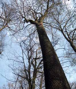 Då bör 150 200 träd av hög kvalitet finnas kvar med en medeldiameter på ungefär 40 50 cm. Ask kan nå mycket stora dimensioner på lämpig mark.