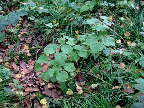 Lind har naturligt ett mångstammigt växtsätt, och för att få kvistfri genomgående stam