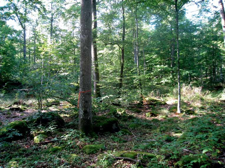 2. Skötsel av ädellövskog med generell hänsyn (PG) I tydligt flerskiktade bestånd, som till exempel vid användning av för- eller amkulturer, skall man bedriva optimal skötsel av trädslagen i varje