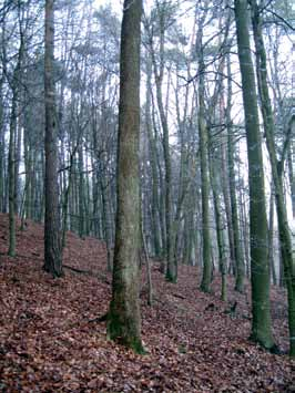 Råd för eftersatta blandbestånd De flesta lövblandskogarna som finns idag har uppkommit genom naturlig föryngring på mark som tidigare varit halvöppna inägor och beteshagar.