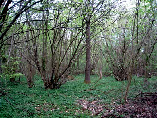 Ek-hasselskogar är oftast resultat av naturlig föryngring på tidigare inägomarker. De kan innehålla ekar med högt virkesvärde men också många naturvårdsträd.