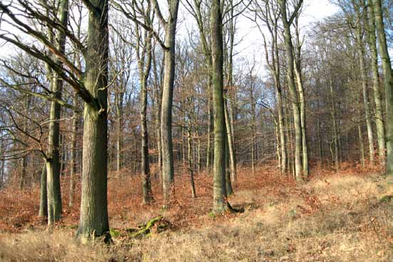 Exempel på bokskog och ekbokskog med mer varierad struktur och en viss mängd