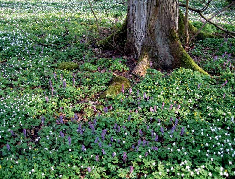 Ädellövskogar där marken täcks av en rik lundflora behöver särskild naturhänsyn och klassas lämpligen som