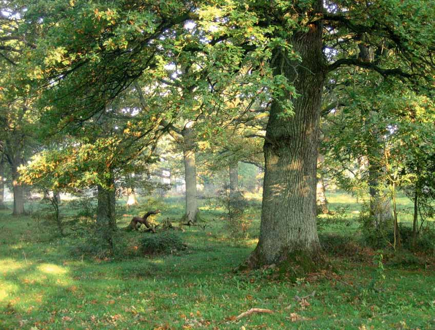 Ädellövskog som behöver skötsel för att behålla sina naturvärden (NS) 4 Traditionell slåtter och betesdrift har under gångna tider skapat trädklädda marker med stor artrikedom.