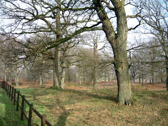 Om bestånden innehåller gamla vidkroniga ekar kan naturvårdande skötsel (målklass NS) vara nödvändig för att bevara de gamla träden och för att gynna ekföryngringen.