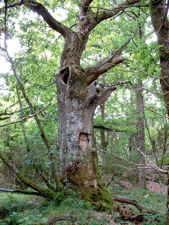 4. Ädellövskog som behöver skötsel för att behålla sina naturvärden (NS) I håligheter i gamla ädellövträd bildas