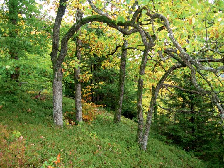 4. Ädellövskog som behöver skötsel för att behålla sina naturvärden (NS) Äldre ekbestånd på svaga marker har ofta lågt virkesvärde men stora värden för flora och fauna.