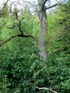 «Faktaruta 8: Naturvårdsgallring och föryngring av ek Blandskog med många ekar där de äldsta träden är 125 300 år gamla är en skogstyp som ofta har höga naturvärden.