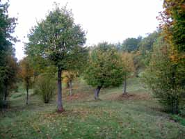 «Faktaruta 9: Trädbärande ängar I det gamla bondesamhället hamlade man träden för att samla in vinterfoder till sin boskap. Hamling betyder att man topphögg träden några meter ovan mark.