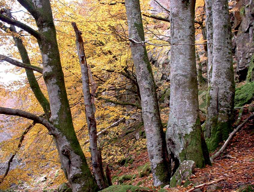 Foto: Örjan Fritz Ädellövskog som lämnas orörd (NO) 5 I skog som fått stå orörd länge blir mängden gamla träd och död ved betydligt större än i brukad skog.