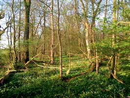 Många lavar och mossor växer endast på träd som är äldre än 150 år och många vedlevande svampar och insekter behöver grov död ved som livsmiljö.