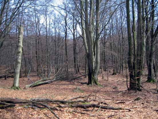 5. Ädellövskog som lämnas orörd (NO) Rester av gammal bokskog på äldre tiders utmarker förekommer fortfarande på många håll. Bokarna är ofta stora och flerstammiga.