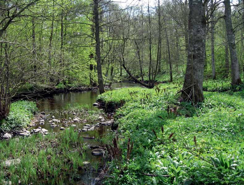 Äldre ädellövskog längs större vattendrag har i regel höga naturvärden och kan lämnas orörd.