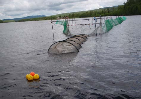 Vild smolt (a), skruvfällan fäst i Skårebron (b), smoltryssjan vid Edebäck (c) och wolffällan i