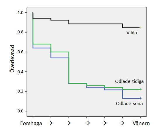 Smoltvandring från Forshaga till Vänern (5) Inom ramen för ett annat projekt har vi studerat odlad smolt på deras vandring från Forshaga till Vänern, samt vild smolt på deras vandring från