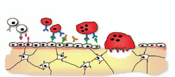 Signalsystem vid inflammation Delarbete IV Cytokinerna IL-4 och IL-13 har tidigare visat sig ha en hämmande effekt på benresorption, dels genom att hämma utmognaden av osteoklaster och dels genom att