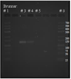 I figur 8, brunnarna 2, 4 och 6 ses inga band. Ytterligare en reaktion gjordes, denna gång med en annealingtemperatur på 56 C (figur 9).