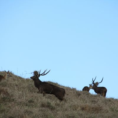 Vidare kan vi också erbjuda småviltsjakt på fasaner och rapphöns, antingen som klappjakt eller med stående hundar.