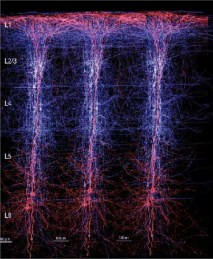 Modeller utgår alltid från empiriska data 1. Hitta intressanta psykologiska eller neurovetenskapliga data Genomgång av vilka teorier som är föreslagna sedan tidigare 2. Modellbygge 3.