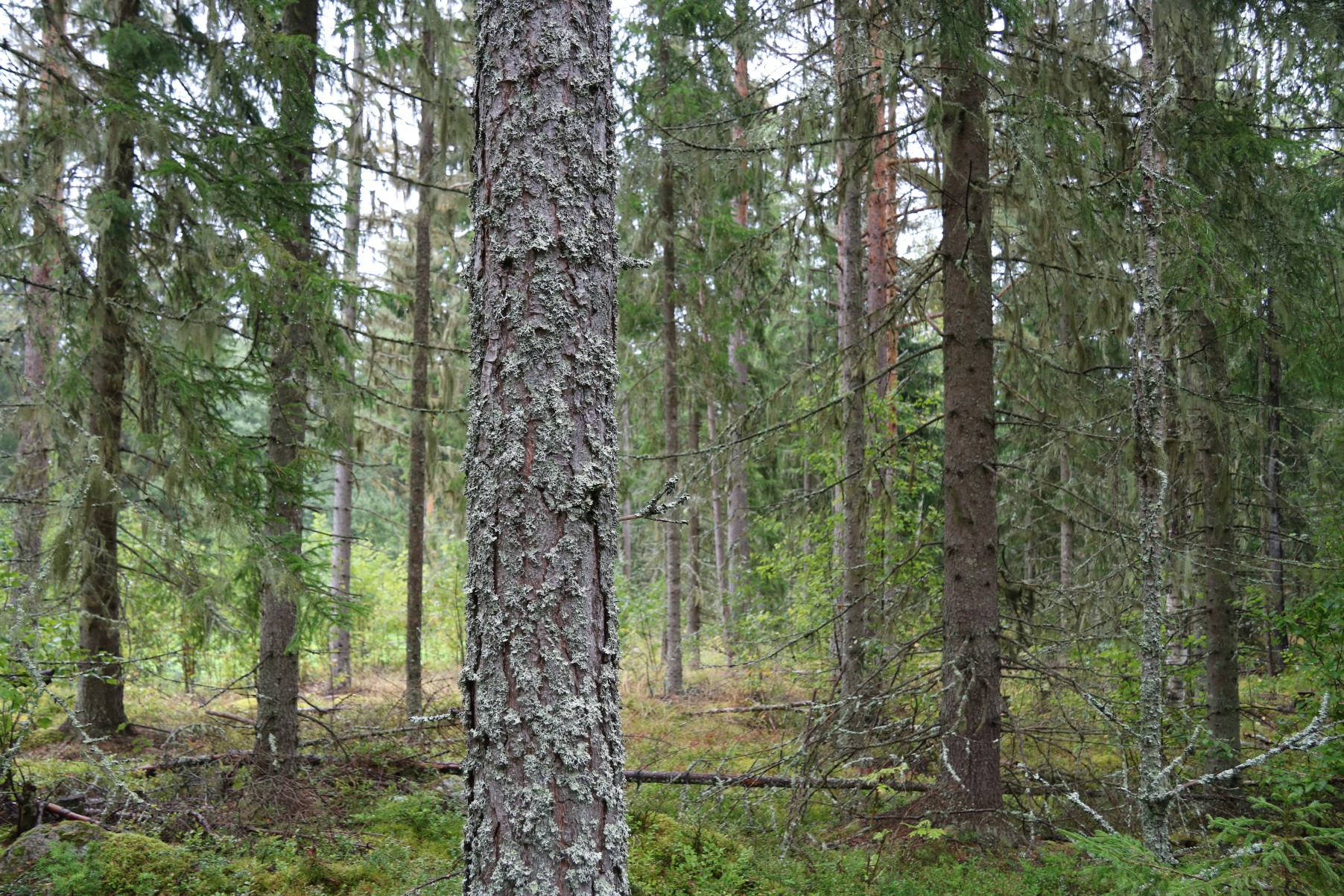 Skog Åker