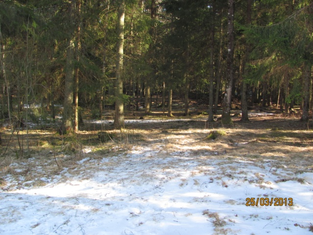 Skogen, en del av skolgården