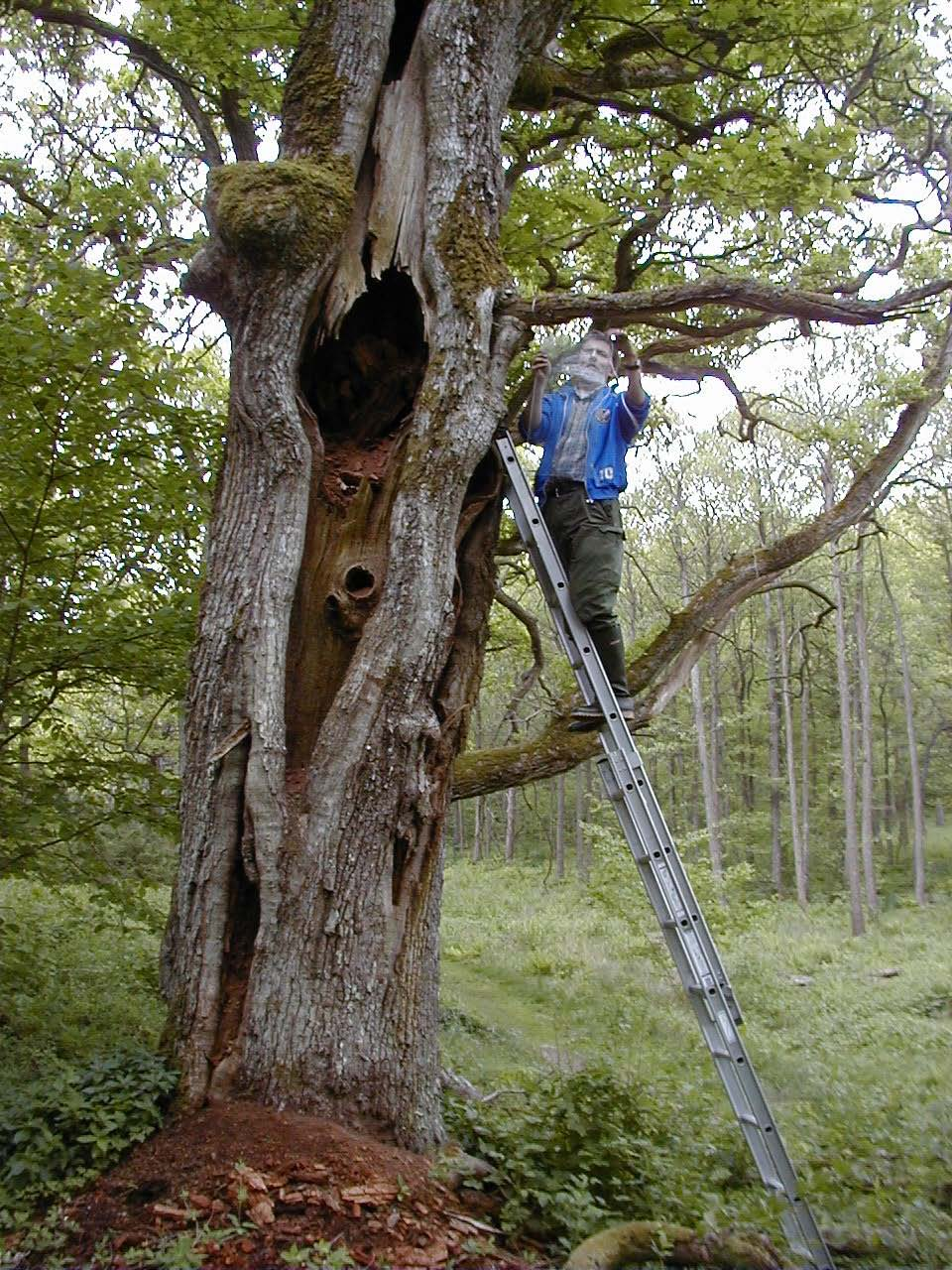 Hallands län Uppsättning av fönsterfälla på brunrötad ek i naturreservatet Hördalen 2000. (Grynocharis oblonga, VU), och hålträdsklokryparen (Anthrenochernes stellae, VU).