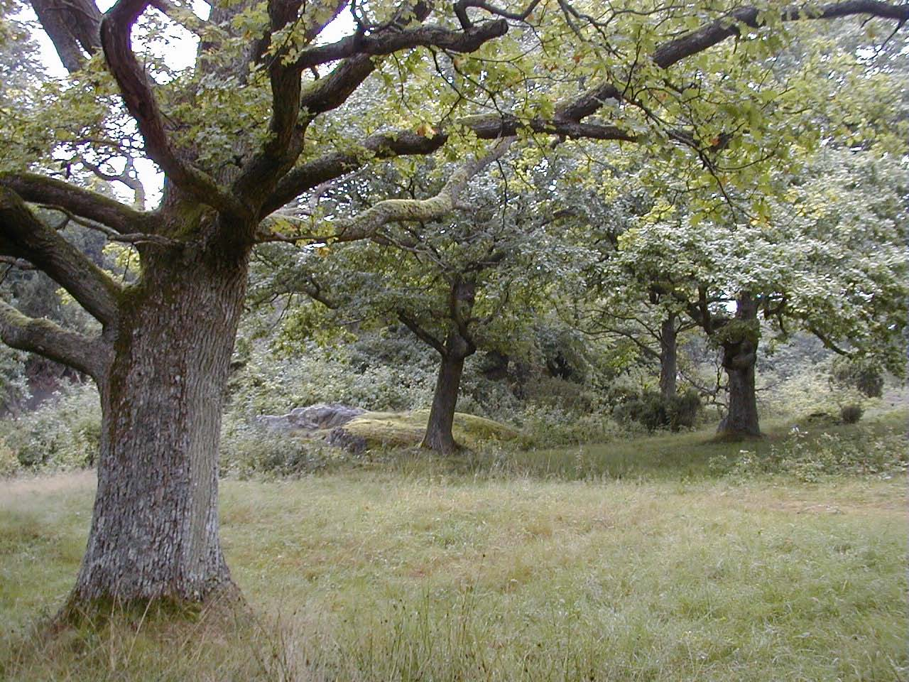 Vedskalbaggar i lövskog Ekhagmark i Storeskog längst ut på Tjolöholms-halvön. 3-500 år gamla ekar och sedan saknas de yngre generationerna eller att nästa generation bara är 50-100 år.