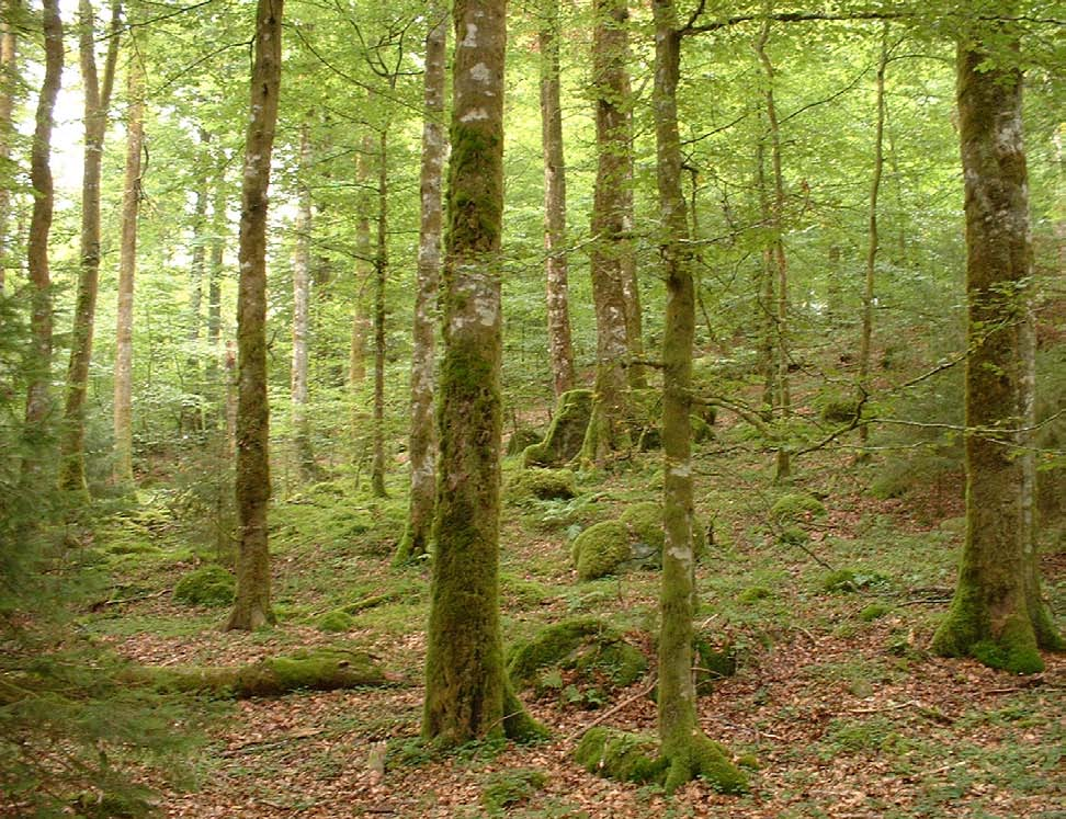 Vedskalbaggar i lövskog Bokskogsmiljö i naturreservatet Mårås. På sina ställen är mängden av död ved mycket stor.