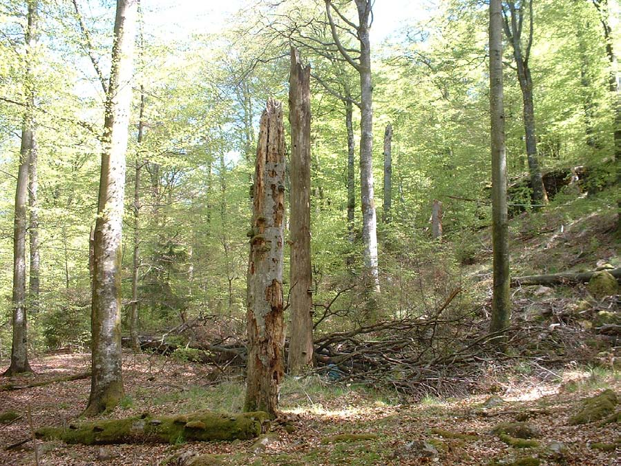 Skogsmiljön i naturreservatet Getabäcken är närmast