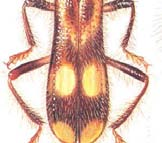 Den lever bl.a. i håligheter med vitrötad ved i gamla ädellövträd. Hittades här kring ekarna i Åkraberga. Opilo mollis (VU) tillhör familjen brokbaggar.