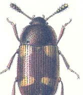 Atomaria diluta (VU) tillhör familjen fuktbaggar. Arten är ca 1 mm lång och mörkt brun.