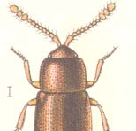 Latridius brevicollis (NT) tillhör familjen mögelbaggar. Den är gråbrun och ca 1mm.