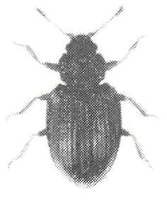 Stephostethus alternans (NT) tillhör familjen mögelbaggar. Den är gråbrun och ca 1,5 mm.