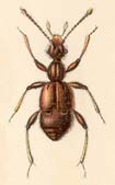 Den närstående och allmännare P. angustatum togs i fler exemplar, likaledes på gran, men även på klibbal.