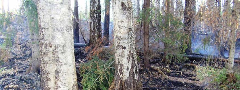 Diskussion Brandinsekter har ökat Efter 2001 års bränning kunde det konstateras att faunan av brandinsekter i Båtfors var relativt utarmad.