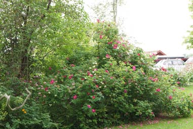 Nästa mål på resan är Per Persgården, Gussjö, Salbohed. Stor trädgård i natur romantisk stil med gamla knotiga äppelträd och syrenhäckar.