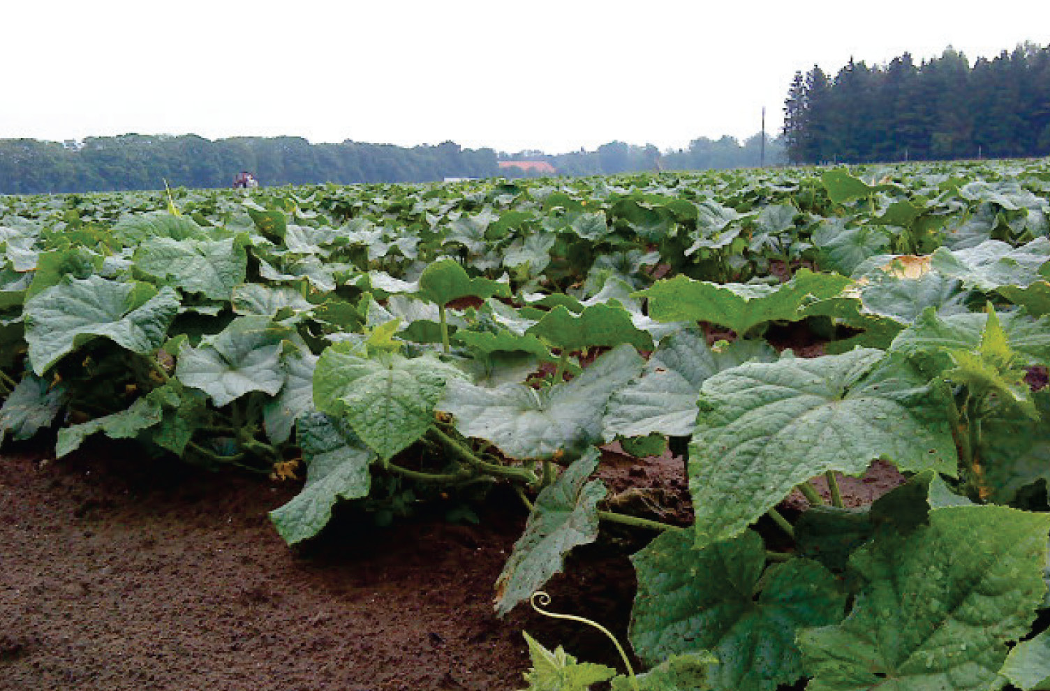 LANDSKAP TRÄDGÅRD JORDBRUK Rapportserie BRC Globala standarden för livsmedelssäkerhet BRC Global Standard for Food Safety Tillväxt Trädgård Anna-Mia Björkholm HS Kristianstad Marie