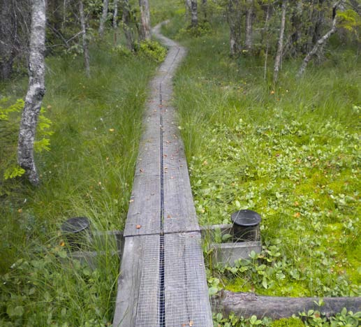 Inspiration färg- och formval Här presenteras de delar av myrens färger och former som ligger till grund för det slutliga skissförslaget.