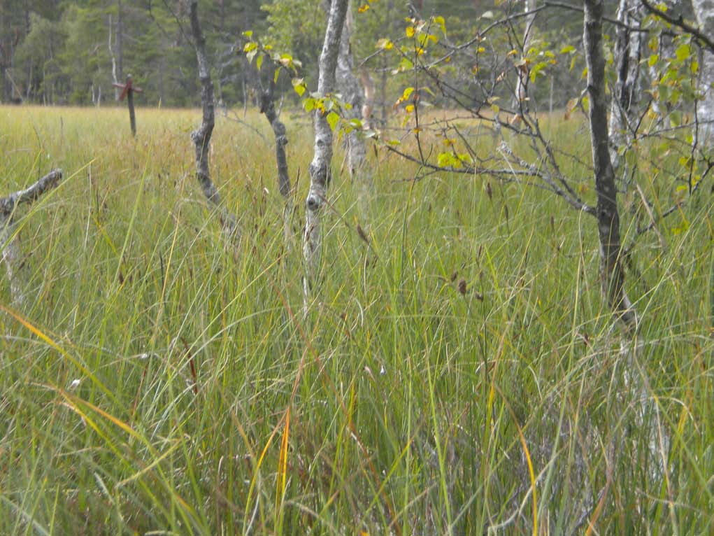 raka och strikta former Carex sp.