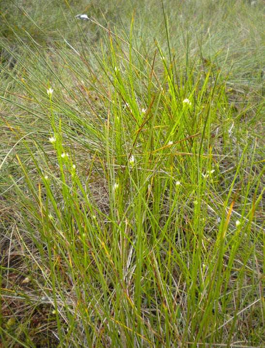 Rhynchospora alba, vitag Både dess stjälkar och ax har en rak och strikt form.