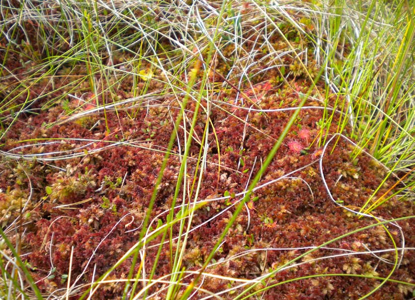 tuvbildande Eriophorum vaginatum, tuvull Tuvullen har ett tydligt tuvbildande växtsätt.