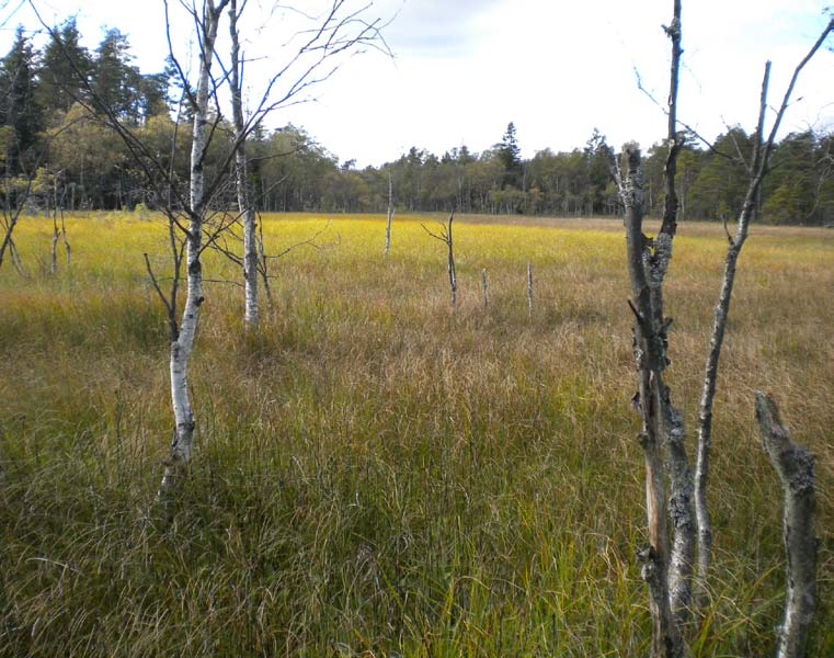 ) och den nedanför visar tuvull (Eriophorum vaginatum).