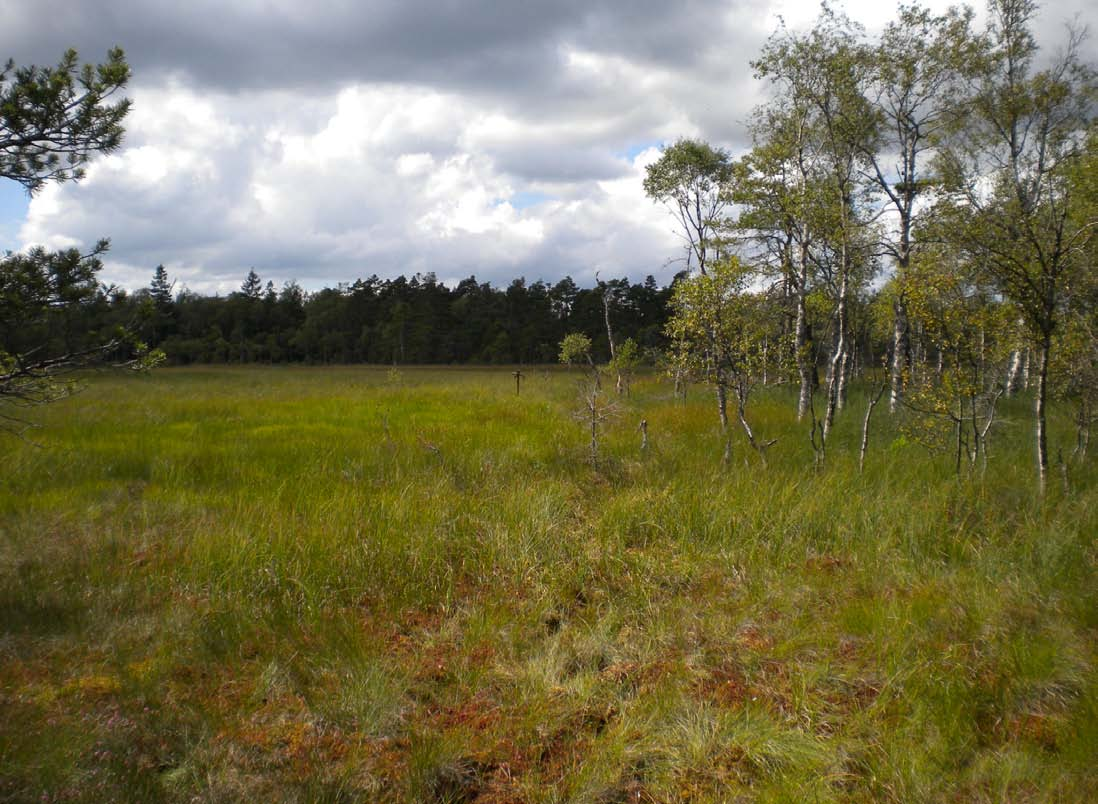 Kontraster Blängsmossen, Skövde kommun 2012-09 I dessa observationer har jag utgått från Ittens formkontraster. (Itten, 1975, s.