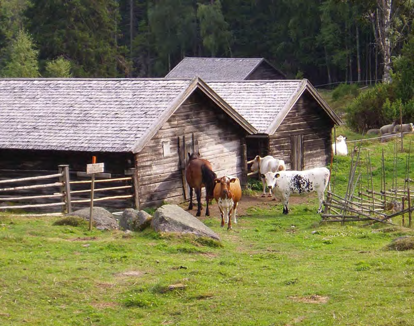 Levande fäbodar i Gävleborg - en