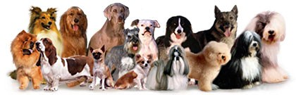 IMMIs hundkörkort IMMIs styrelse har utarbetat ett Hundkörkortsmaterial som du som IMMI medlem fritt får använda. Det är gratis! Du kan lätt utarbeta nya kurser som leder fram till IMMIs hundkörkort.