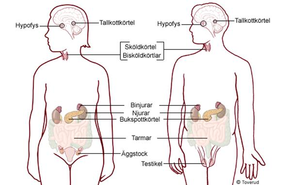 Några av kroppens hormonproducerande körtlar (endokrina körtlar, jmf exokrin körtel) Hypothalamus (koppling